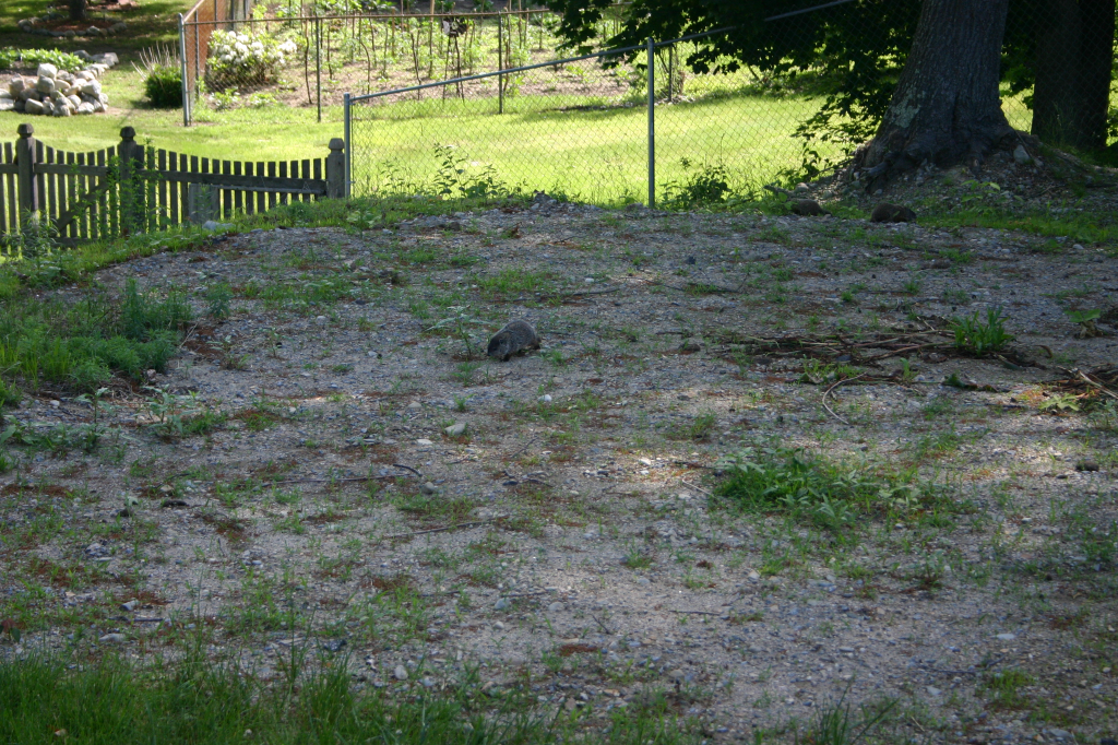 Oh great, I have a family of groundhogs in my yard! - Ars ...